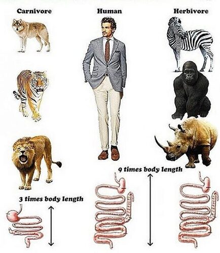 Digestive-System-comparison-e1592076480326