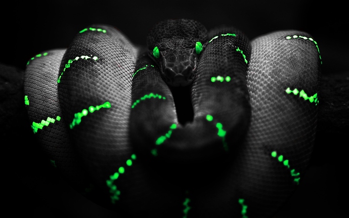 Animals___Reptiles_Black_snake_with_green_stripes_106640_