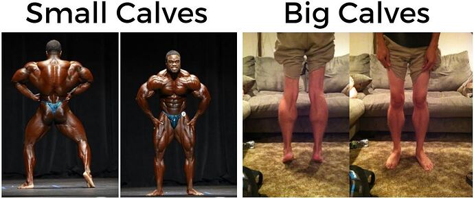 Small-and-Big-Calves