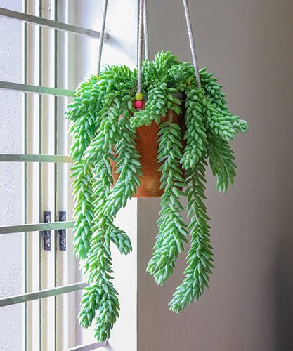 burro-s-tail-plant-sedum-morganum-indoor-hanging-plant-shutterstock-com_16829