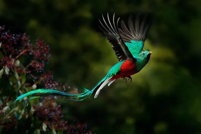 Guatemala-Holidays-Quetzal-Bird-National.jpeg