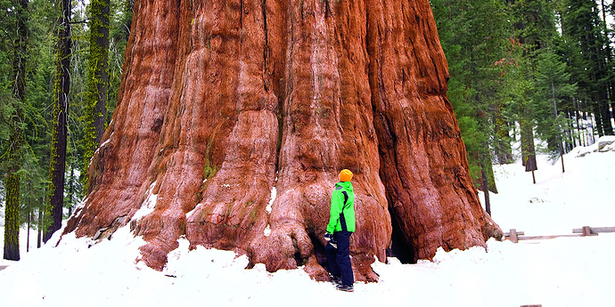 sequoia_again_jmhuttun_wag09_web