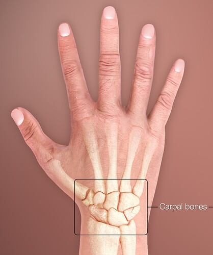 3D_Medical_Animation_Human_Wrist