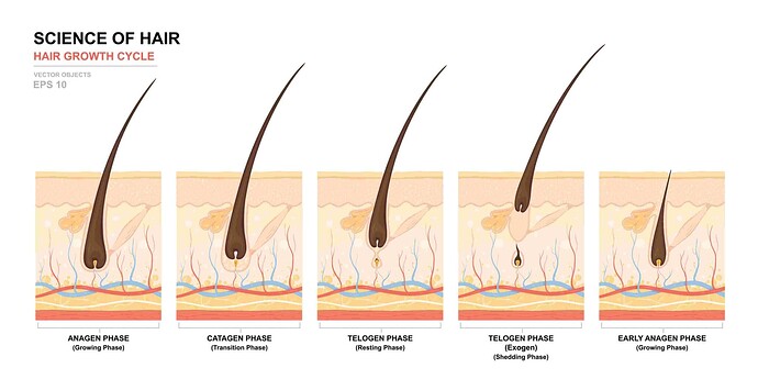 hair-growth-phase-cycle-2048x1024