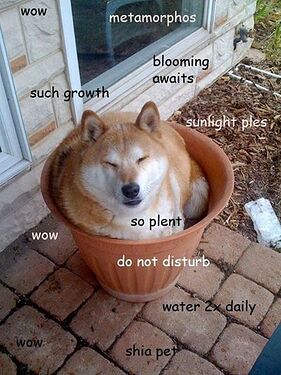 21 Shibas Who Would Like You To Stop Calling Them Doge