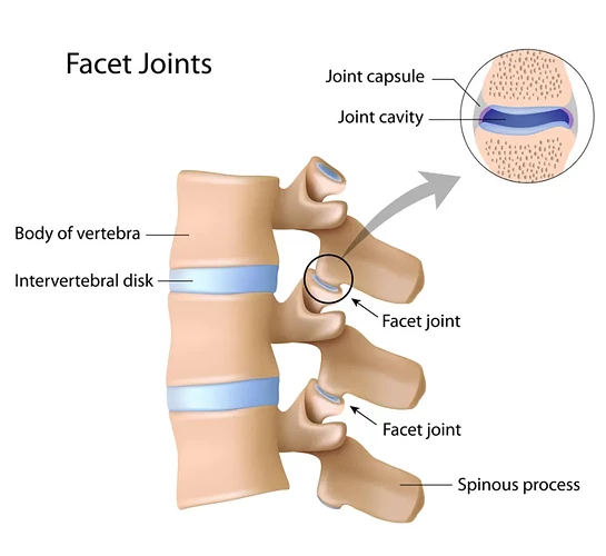facet_joints_related_spine_structures_shutterstock_157672247
