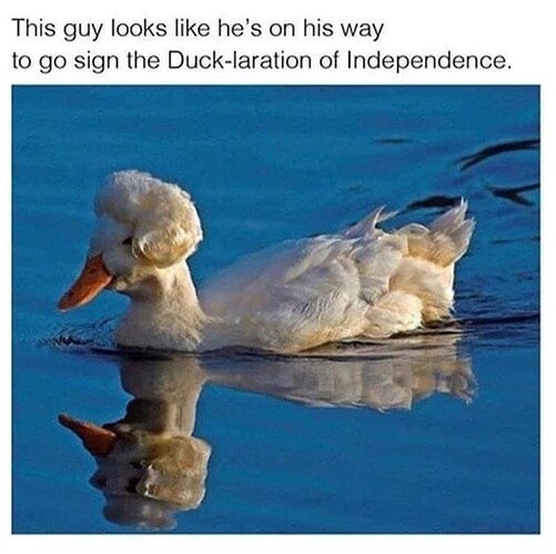 duck-this-guy-looks-like-hes-on-his-way-go-sign-duck-laration-independence