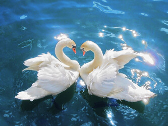 SwansCygnus