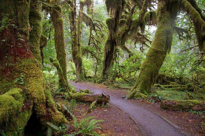 Forks_WA_Hoh_National_Forest_Trail-2293333621