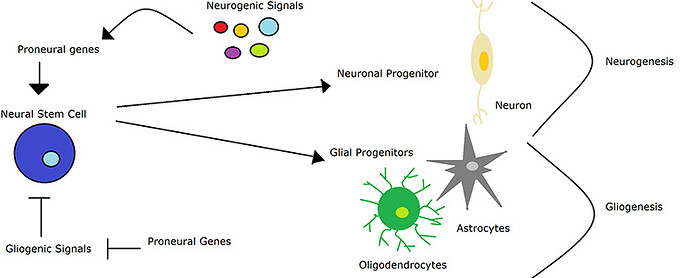 Neurogenesis-brain-physiology-QBI