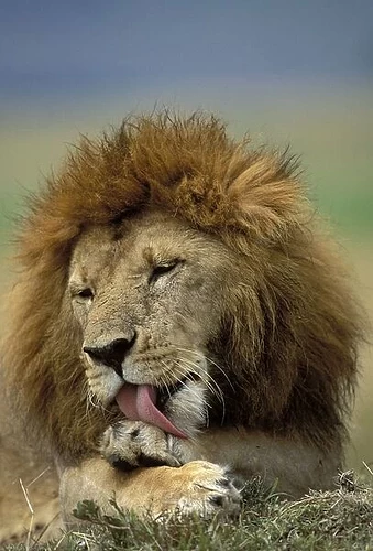 lion-male-licking-paw-maasai-mara-kenya-644706.jpg