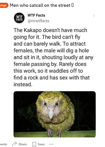 kakapo – kopio