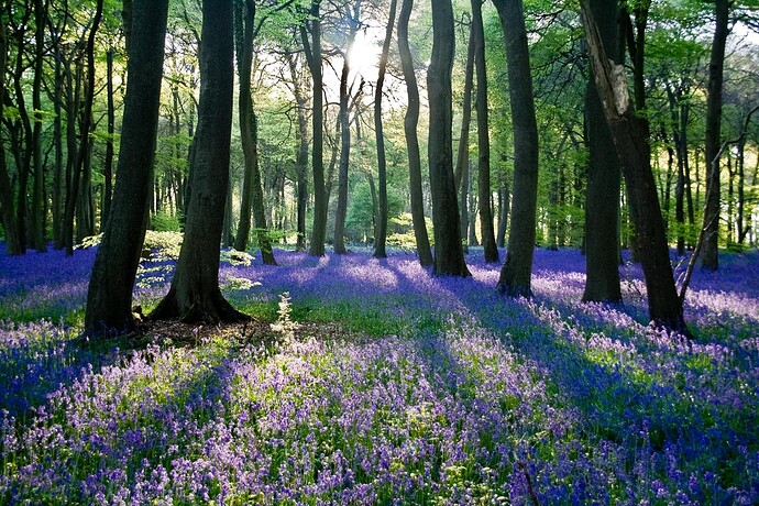 bluebells,_oxfordshire-3143987246