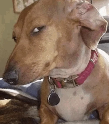 Side-Eye-Dog-Meme-jpg