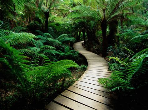 Ferns and walkway