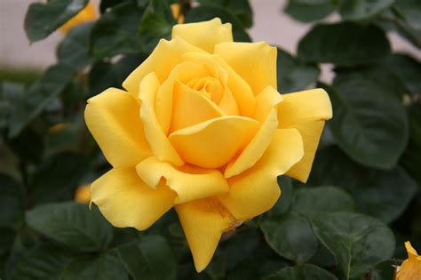 Yellow Rose