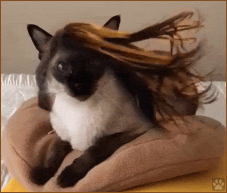 Art cat GIF • Elegant siamese cat with very long long hair in the wind
