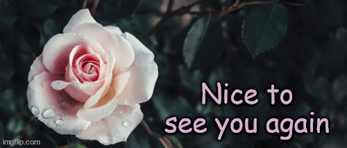 Nice to see  you again pink rose