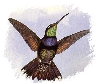 hummginbird