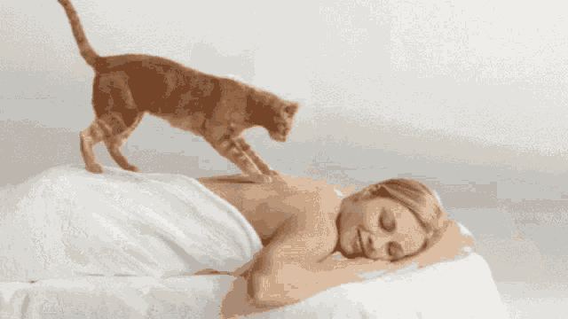 cat-massage
