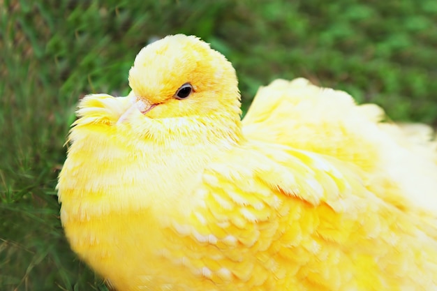 yellow-pigeon-sleeping_78361-2102-636630818