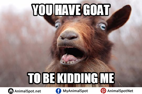 Baby-Goat-Memes