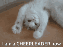 cats-cheerleader