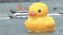 large-duck