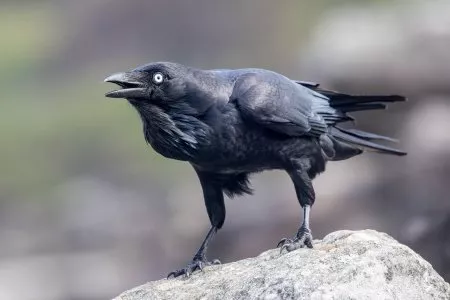 australian-raven