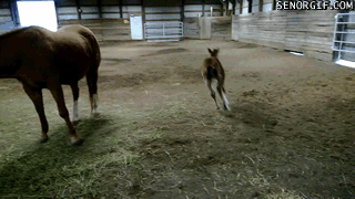 pony-excited-to-be-around