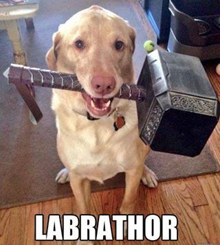Labrador Retriever – Intelligent and Fun Loving