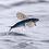 FliegenderFisch