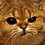 mamancat
